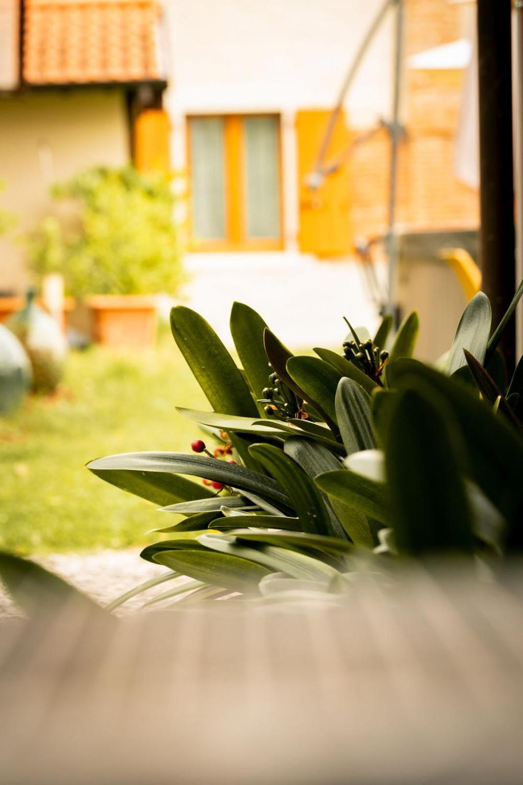 Agriturismo Podere Nigriano Salo Ngoại thất bức ảnh